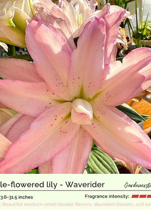 Lily Bulbs