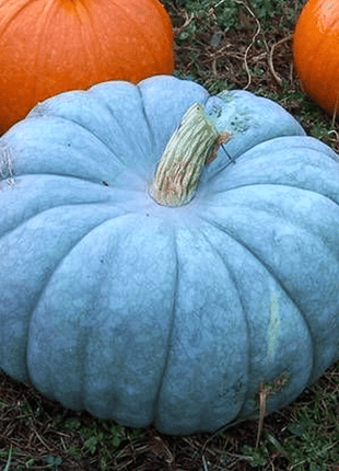 Blue Pumpkin Seeds