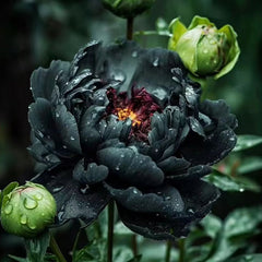 Collection image for: Peony