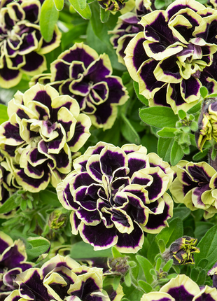 Double Petunia Seeds