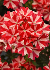 Red Star / 200 Seeds