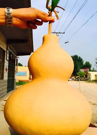 Giant Gourd Seeds