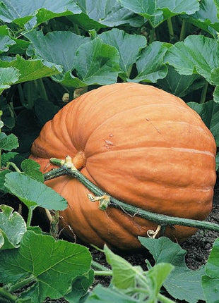 Giant Pumpkin Seeds