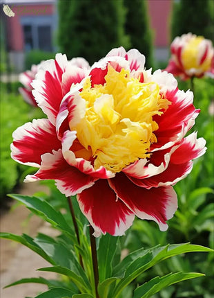 Black Beauty Peony Flower Seeds