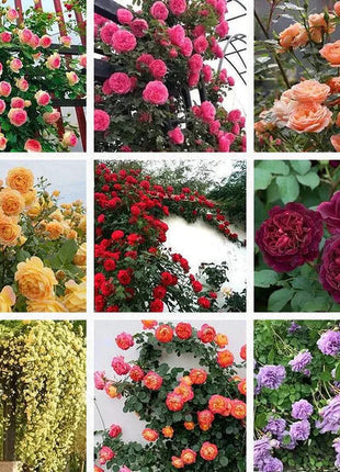 Climbing Rose Seeds
