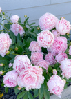 Pink / 200 Seeds