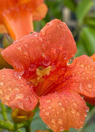 Trumpet Vine