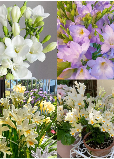 💐Freesia Bulbs