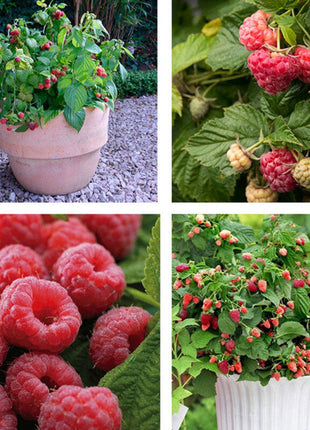 Raspberry Seeds