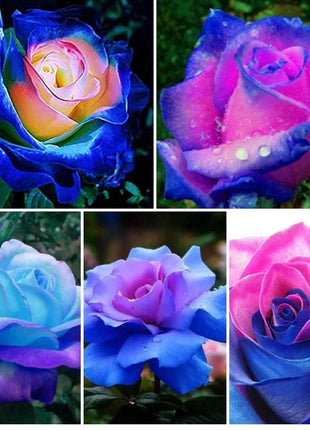 Rare Bag Blue Pink Rose Seeds Scented  Plants  Flowers