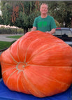 Pumpkin / 20 seeds