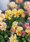 Bear gradient color / 100 Seeds