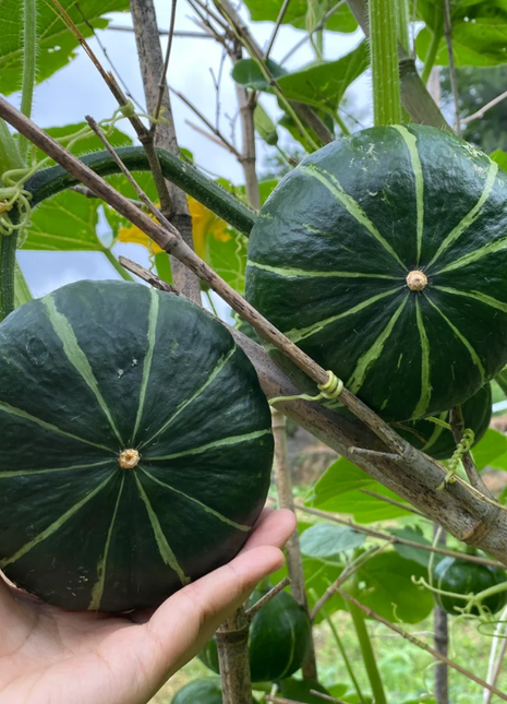 🎃Kabocha Pumpkin Seeds