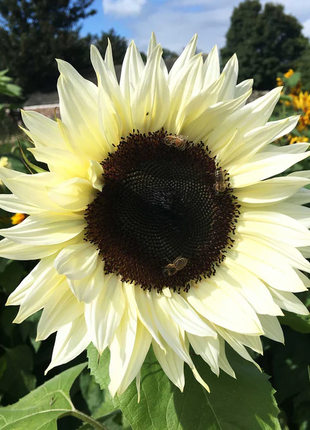 🌻50+ Mixed Color Sunflowers