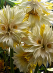 50 seeds / Yellow