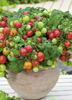 Mixed(Red And Yellow) / 50 Seeds
