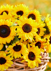 Yellow / 💐200Seeds