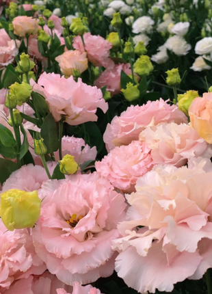🌺Lisianthus – Sincere Love