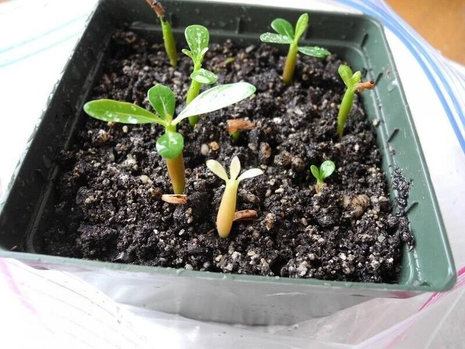 Blue Desert Rose Seeds