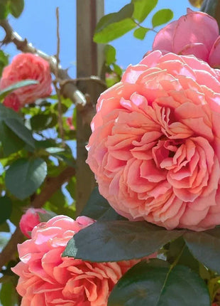 Climbing Rose Seeds