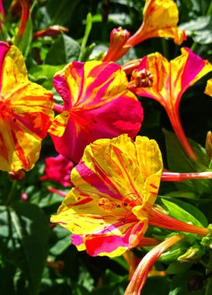 Marvel of Peru Four O' Clock Seeds | Garden Flower Broken Color Changing Transform Pink Rainbow Plant Leaf Seed 2022 Season Fast Shipping
