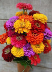 50pcs