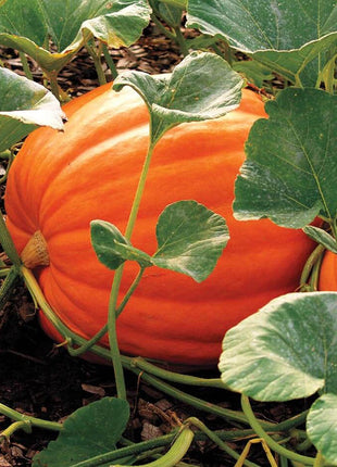 Giant Pumpkin Seeds