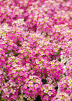 100 Seeds / Pink