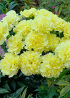 Yellow / 200 Seeds