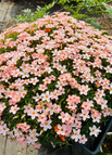 100 Seeds / Salmon Pink
