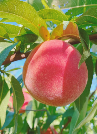 Peach Seeds