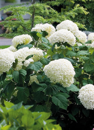 Hydrangea Seed Bonsai Flower Seeds Hydrangea Perennial Garden Home