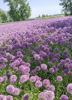 200 Pcs / Light Purple