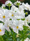 Petra's wedding / 100 Seeds