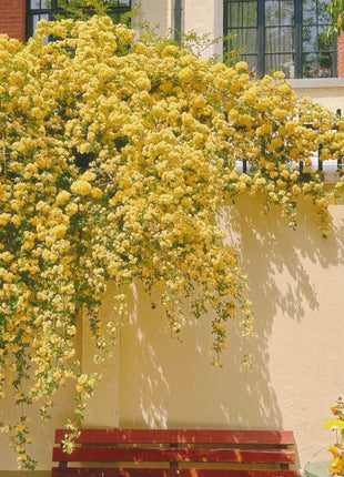 Yellow Banks Rose Seeds-Symbolizes Elegance and Happiness
