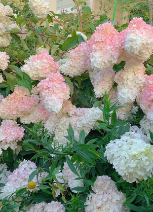 Strawberry Hydrangea Flowers Seeds Mixed Color Plants Home Garden Flower Seeds