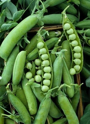 Pea Karina Organic
