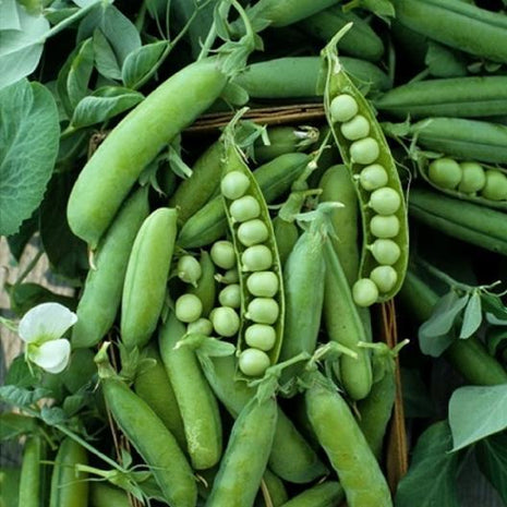 Pea Karina Organic