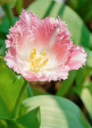 pink / 50 Seeds(best seller)