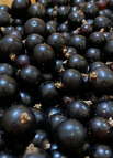 100 Seeds / Black