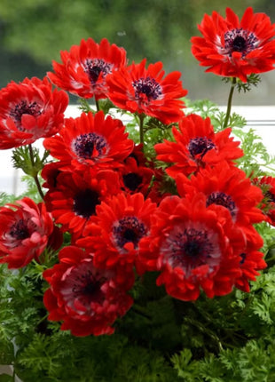 Anemone Seeds