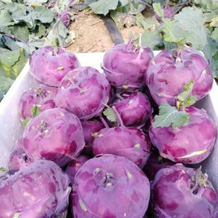 Kohlrabi Kolibri