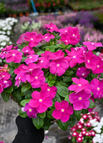 Fuchsia / 500 Seeds