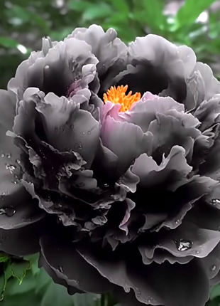 Multicolor Peony Seeds