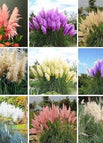 ALL Color Set-1200 Seeds (save 20%)