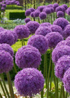 200 Pcs / Purple