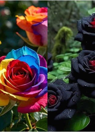 Rare Rose Seeds for Planting