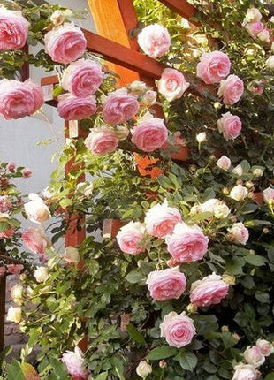 Climbing Rose Seeds