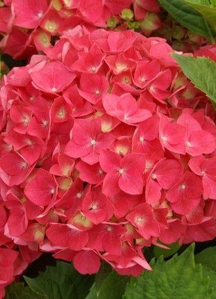 20 pcs/Pack Hydrangea Seed Bonsai Flower Seeds Hydrangea Perennial Garden Home