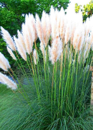 Mixed Pampas Grass Ornamental Seeds
